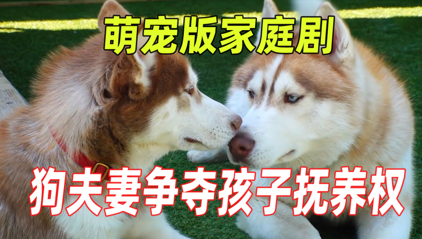 精准资料王中王六肖中特,专家谈美俄谈判中俄方派出黄金搭档,成语解释落实可能存在的问题_交互版V4.55